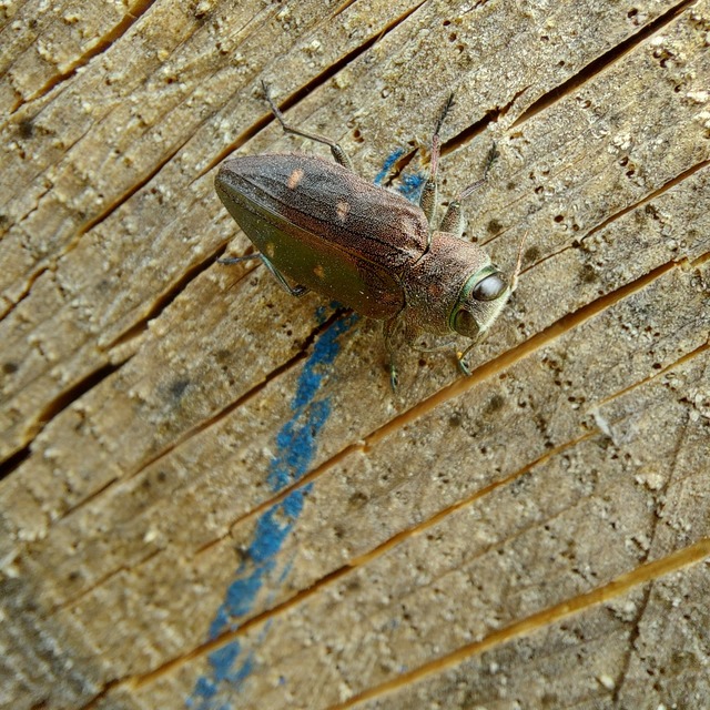 Chrysobothris affinis - aranypettyes díszbogár