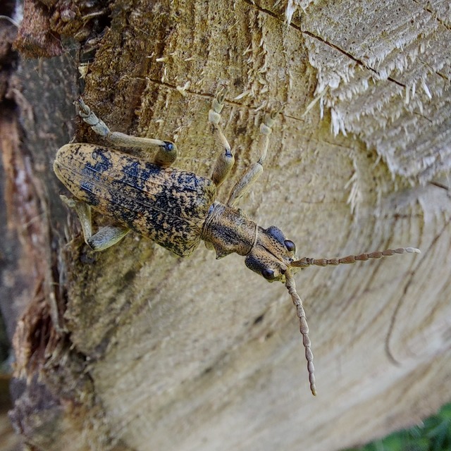 Rhagium sycophanta - tölgyes-tövisescincér
