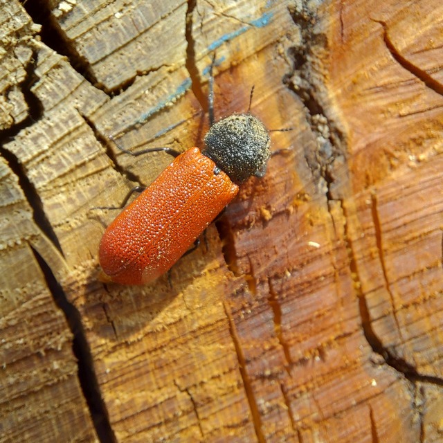 Bostrichus capucinus - piros csuklyásszú