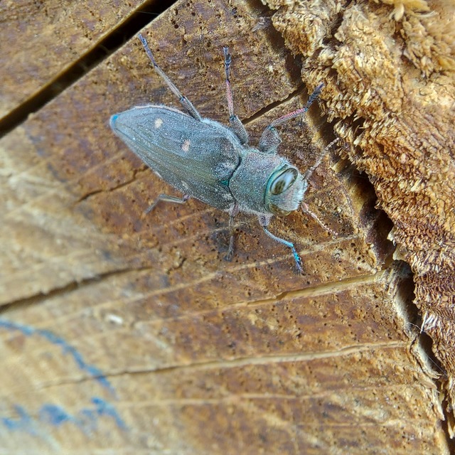 Chrysobothris affinis - aranypettyes díszbogár