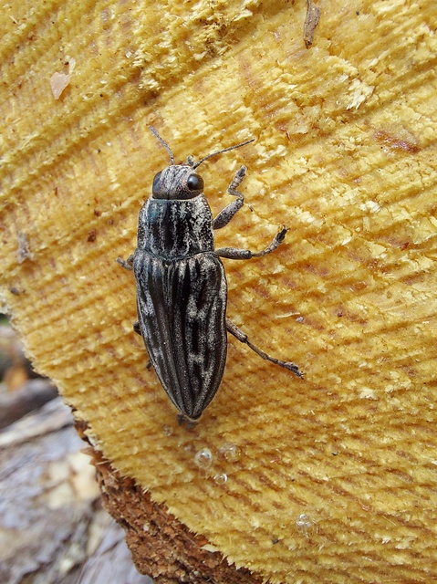 Chalcophora mariana - nagy fenyvesdíszbogár
