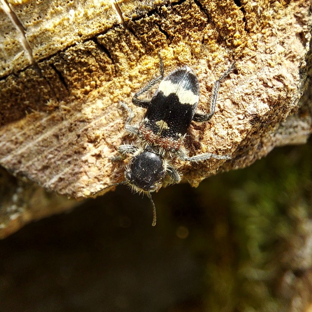 Clerus mutillarius - feketenyakú szúfarkas