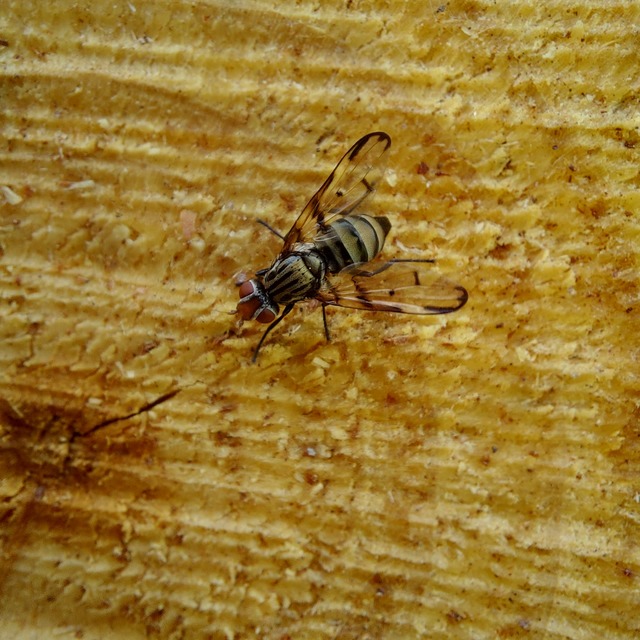 Otites formosa