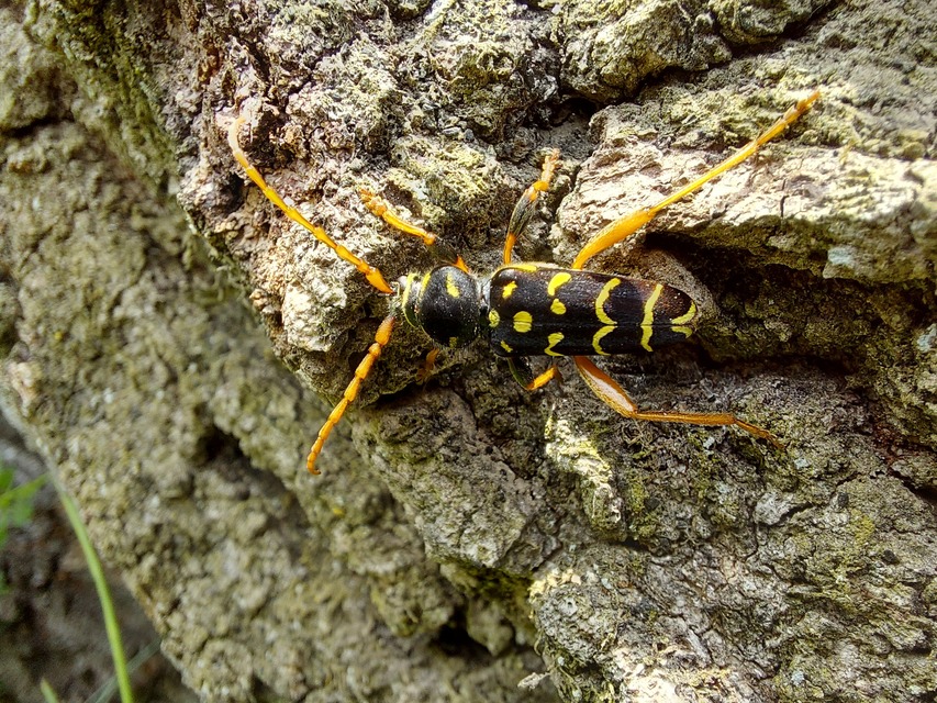 Plagionotus arcuatus - bársonyos darázscincér