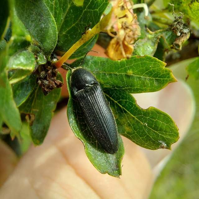 Melanotus punctolineatus - sávos gyászpattanó
