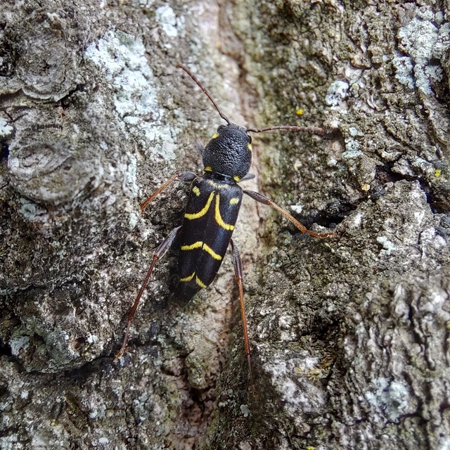 Xylotrechus antilope - fürge darázscincér