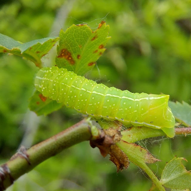 Amphipyra pyramidea - fahéjszínű bagoly