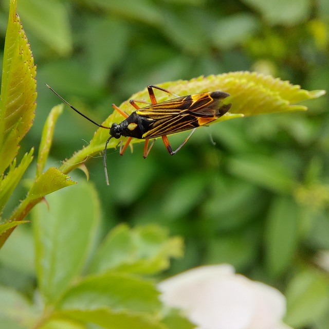 Miris striatus - sávos mezeipoloska