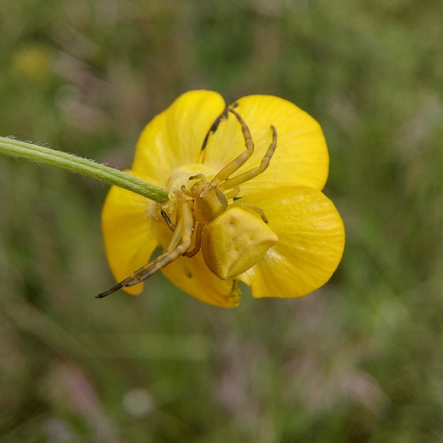Thomisus onustus - fehér karolópók
