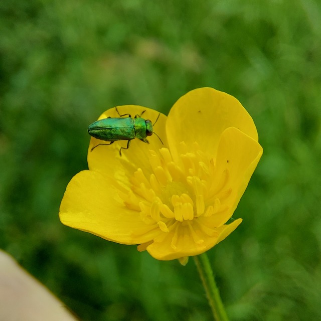 Anthaxia nitidula - ragyogó virágdíszbogár