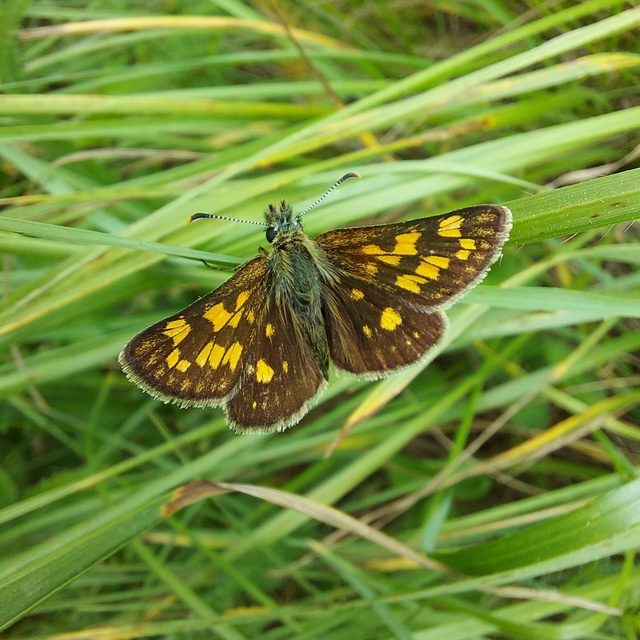 Carterocephalus palaemon - kockás busalepke