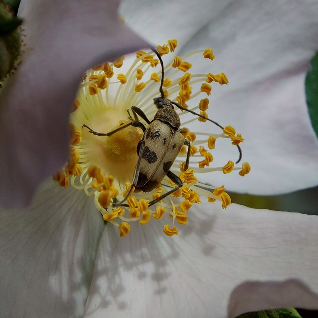 Pachytodes cerambyciformis - változékony virágcincér