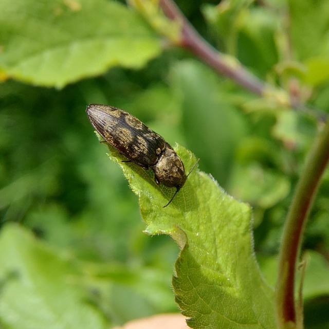 Prosternon