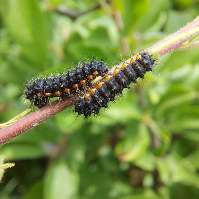 Saturnia pavoniella/pavonia