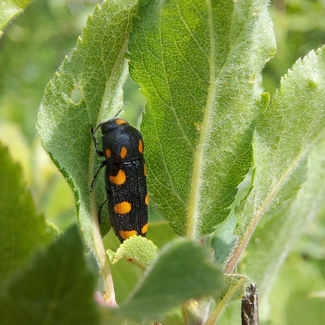 Ptosima undecimmaculata - sárgafoltos díszbogár