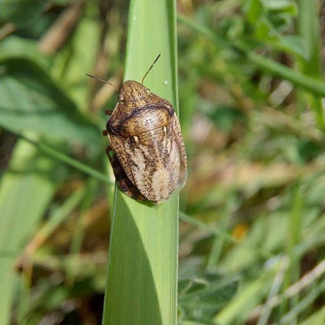 Eurygaster Eurygaster