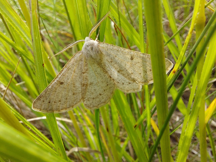 Dyscia conspersaria - sziklaüröm-araszoló