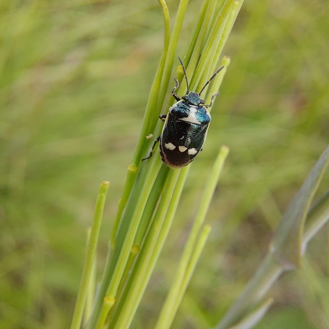 Eurydema oleracea - paréjpoloska Eurydema oleracea - paréjpoloska