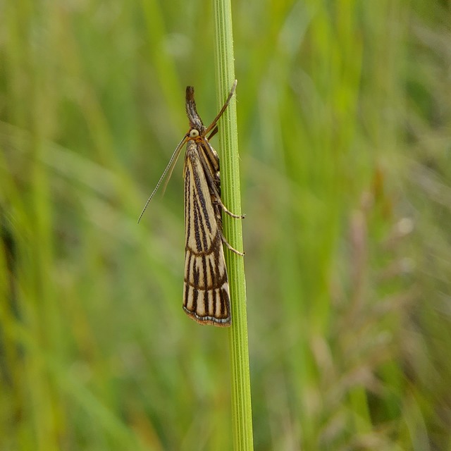 Chrysocramboides craterella - rácsos fűgyökérmoly
