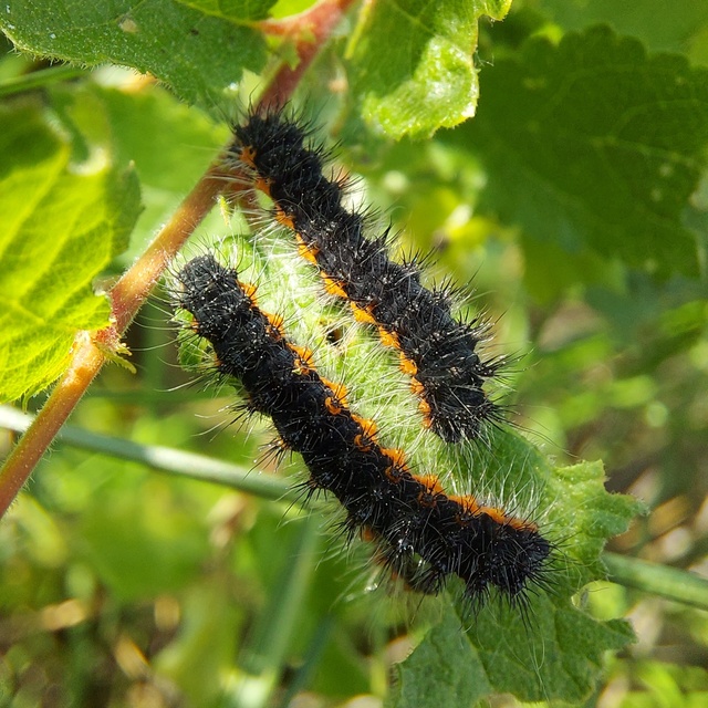 Saturnia pavoniella/pavonia