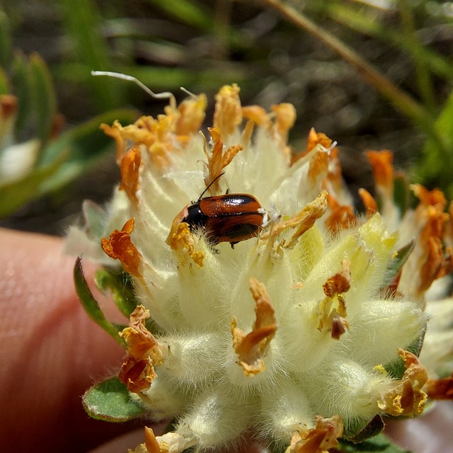 Cryptocephalus bipunctatus - kétpettyes zömökbogár