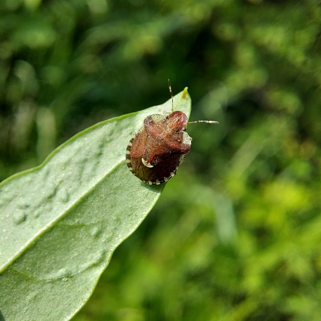 Dyroderes umbraculatus Dyroderes umbraculatus