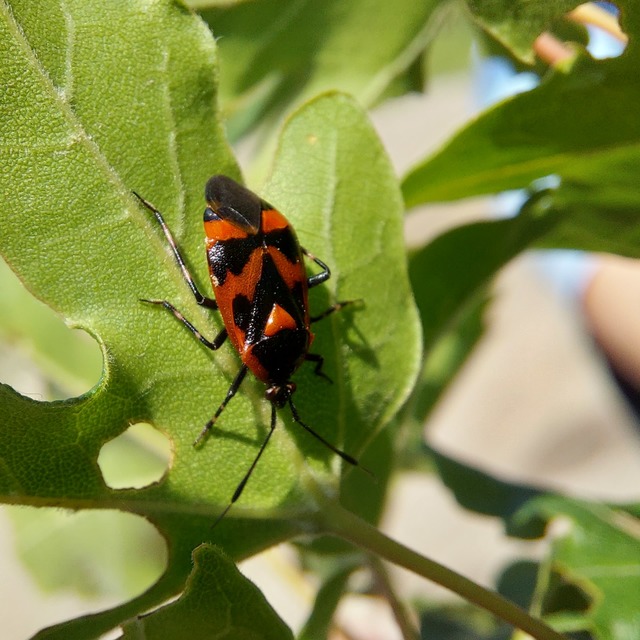 Deraeocoris trifasciatus - nagy mezeipoloska