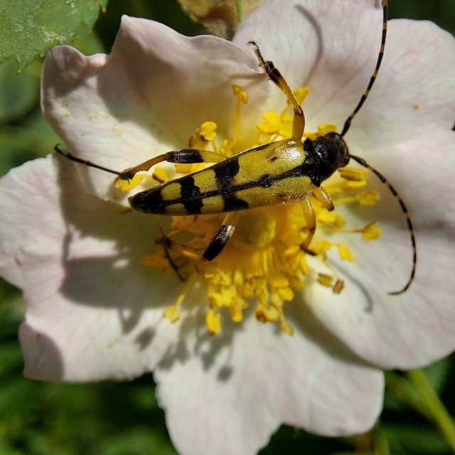 Rutpela maculata - tarkacsápú karcsúcincér