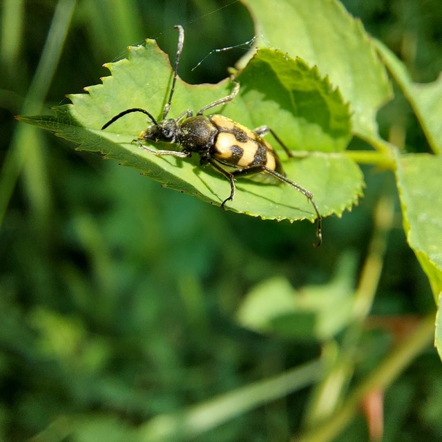 Pachytodes erraticus - rajzos virágcincér