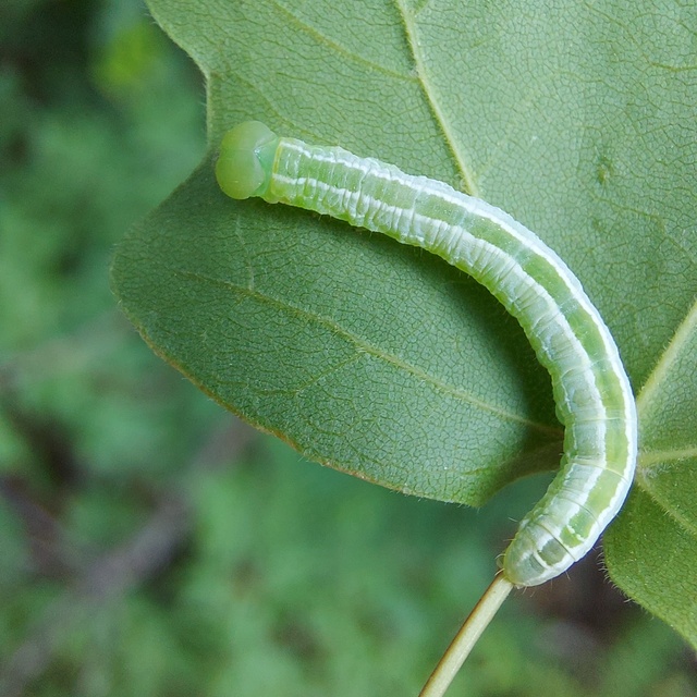 Ptilophora plumigera - tollas púposszövő