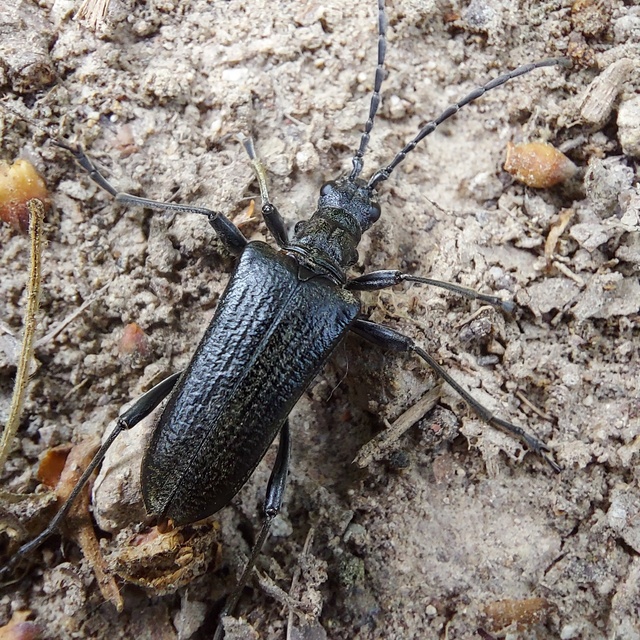 Stenocorus quercus - tölgy-gyökércincér