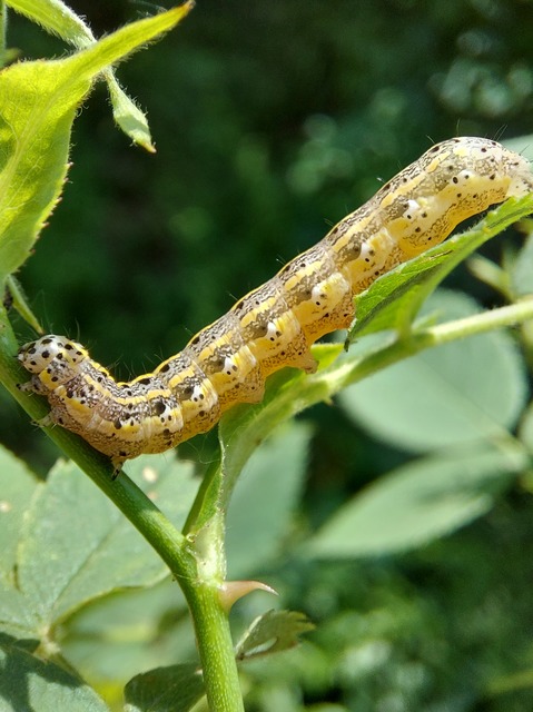 Orthosia miniosa - sárgás barkabagoly