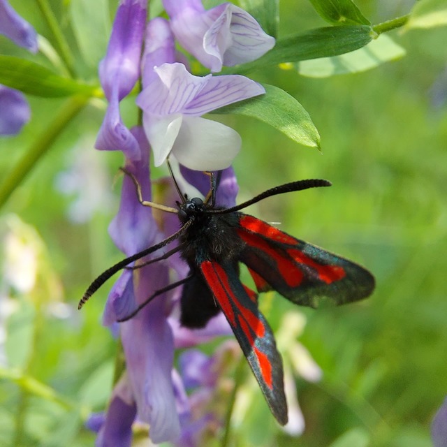 Zygaena osterodensis - ördögszem-csüngőlepke