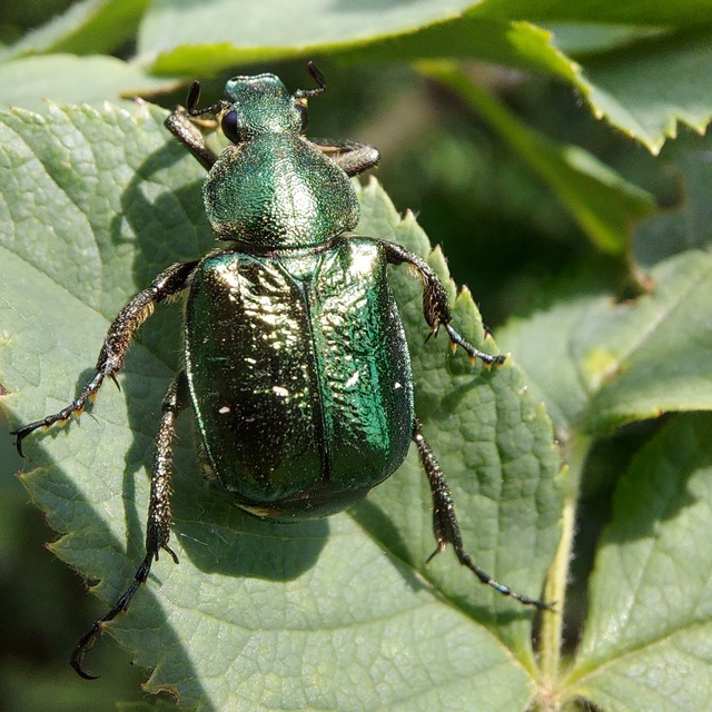 Gnorimus nobilis - hegyi virágbogár