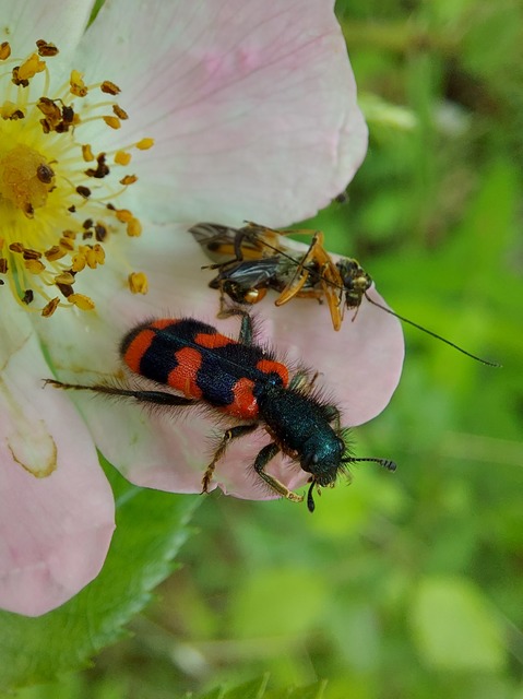 Trichodes favarius - hatfoltos méhészbogár