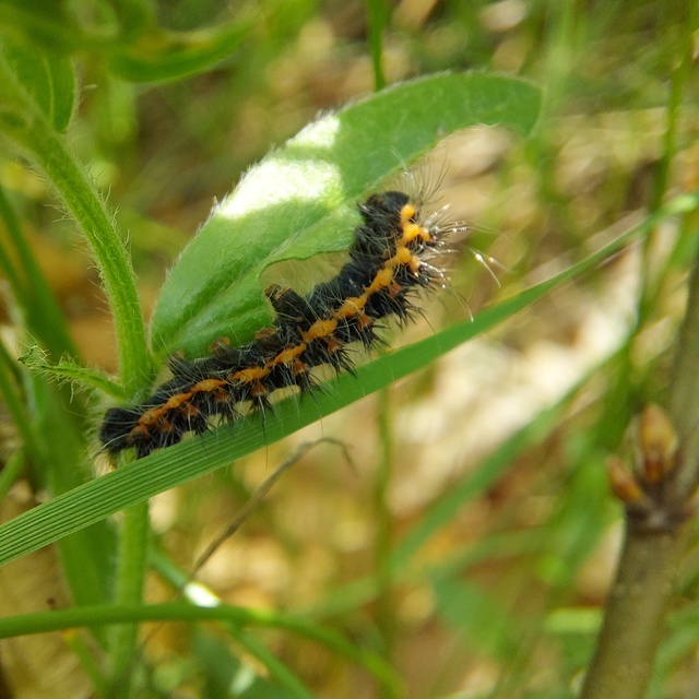 Saturnia pavoniella/pavonia