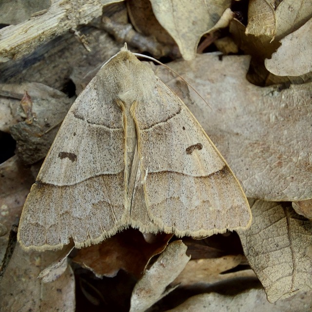 Minucia lunaris - nagy foltosbagoly