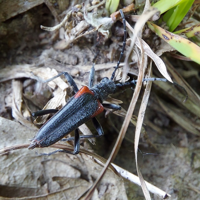 Stenocorus quercus - tölgy-gyökércincér