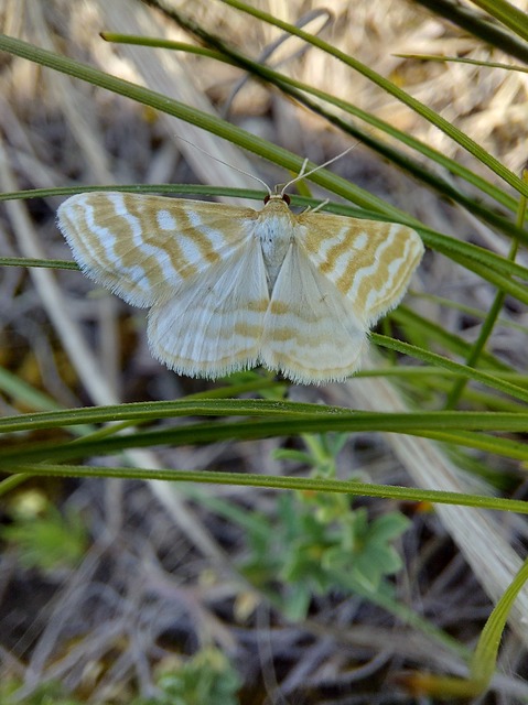 Idaea sericeata - selymes sávosaraszoló