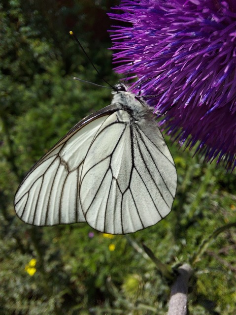 Aporia crataegi - galagonyalepke