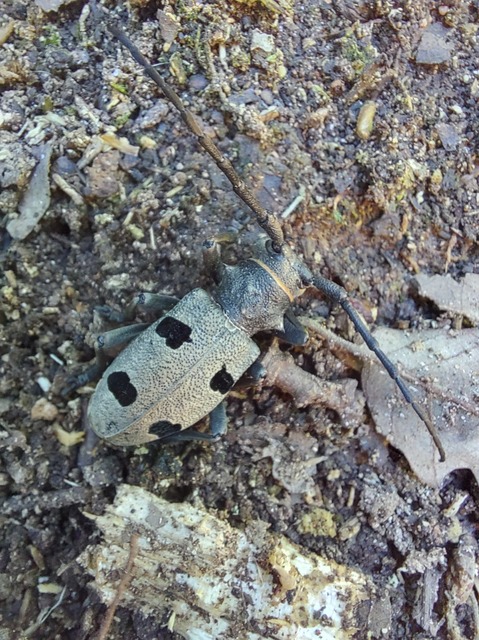 Morimus asper funereus - gyászcincér Morimus asper funereus - gyászcincér