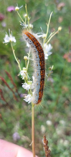 Malacosoma castrensis - kutyatejszövő