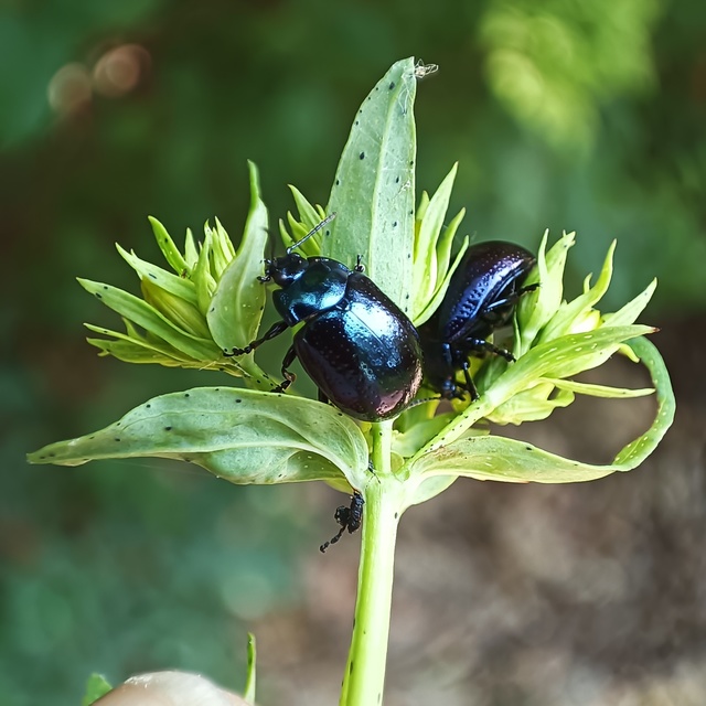 Chrysolina cuprina - pontozott orbáncfűlevelész