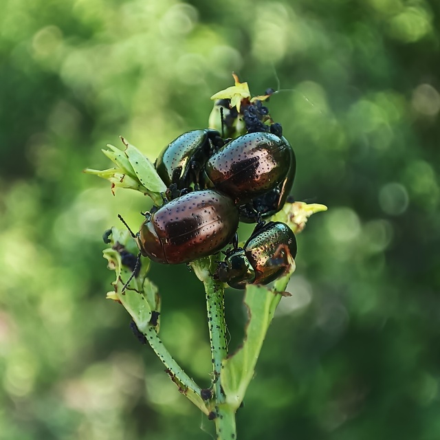 Chrysolina hyperici - zöld orbáncfűlevelész