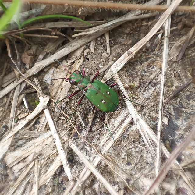 Cicindela campestris - mezei homokfutrinka