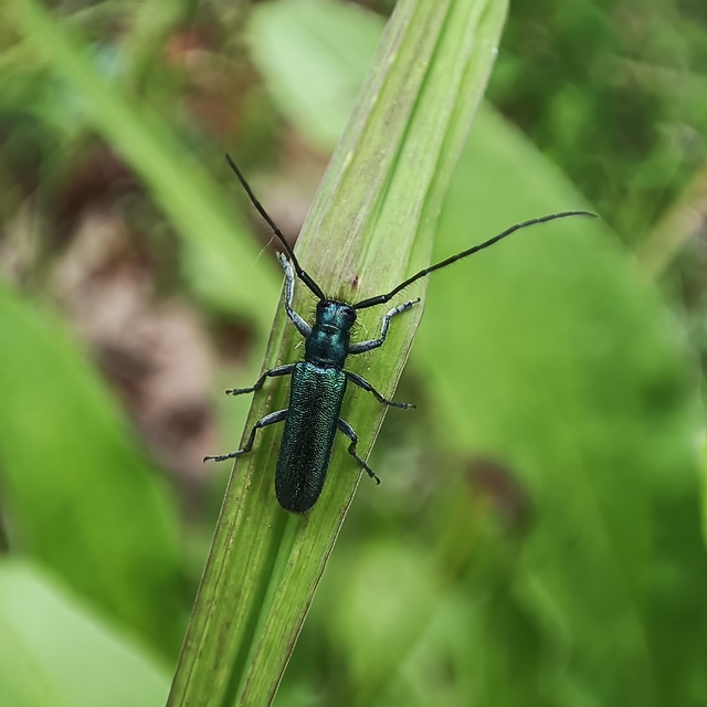 Agapanthia violacea - kék somkórócincér