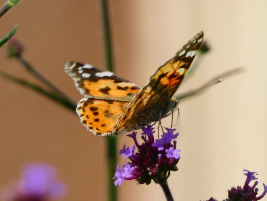 Vanessa cardui - bogáncslepke