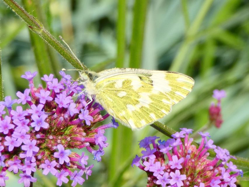 Pontia edusa - rezedalepke