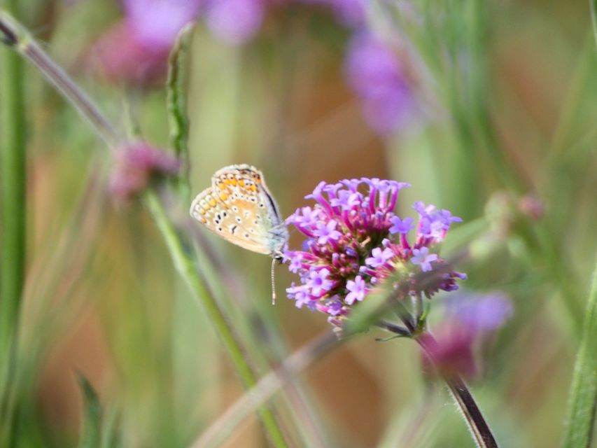 Polyommatus icarus - közönséges boglárka