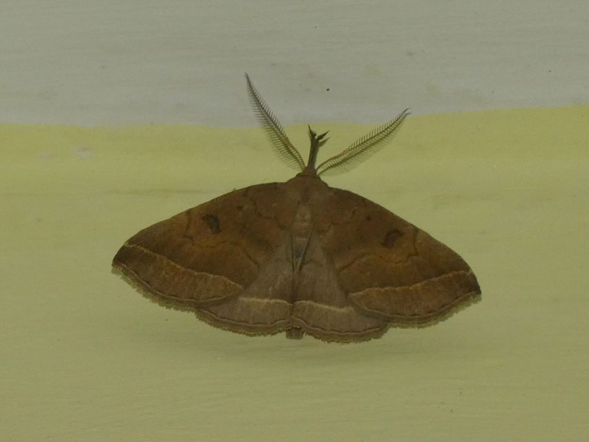 Pechipogo plumigeralis - tollascsápú karcsúbagoly